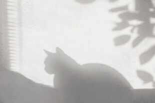 窗边猫咪的剪影