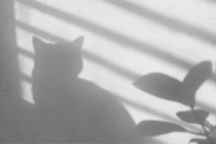 猫咪在光影下的静谧身影
