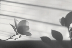 黑白光影下的优雅花朵