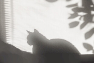 窗边猫咪剪影