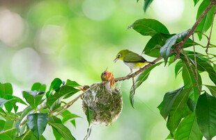 小鸟巢哺育