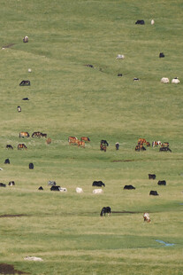 草原上的牛马群