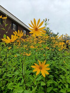 阳光下的灿烂黄色花朵