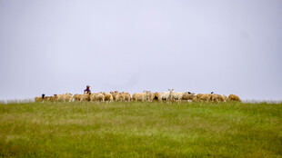 草原上的羊群与牧羊人