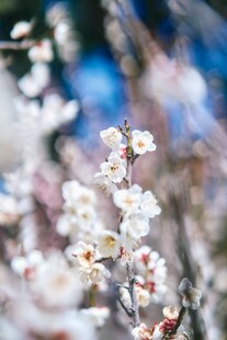春日绽放的白色花朵