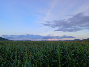 夕阳下的广袤玉米田