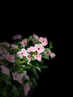 粉色小花绽放于黑暗中