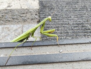 绿色螳螂于石阶上静立