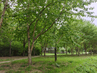 绿意盎然的公园树林景色