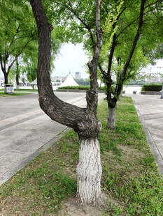 弯曲树干的独特街边树木