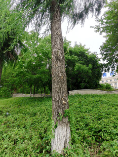 绿树葱茏的户外景致