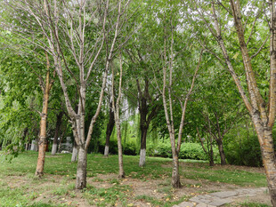 林间绿意盎然的静谧景象