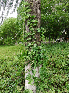 树干缠绕的翠绿藤蔓