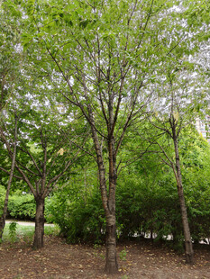 林间绿意盎然的树木景观