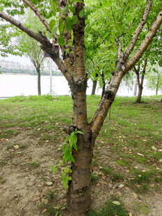 春日树林中的繁茂树木