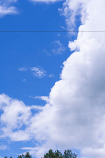 蓝天白云下的树梢美景