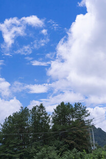 蓝天白云下的葱郁树林