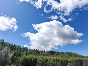 蓝天白云下的茂密森林