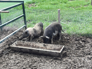小猪在泥地进食场景