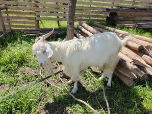 围栏边的白色山羊