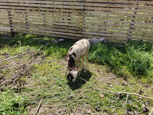 围栏内吃草的羊