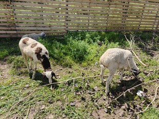 田园中吃草的两只小羊羔