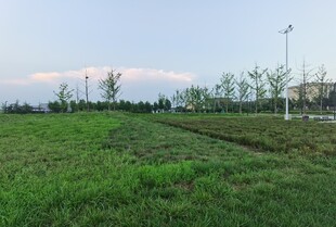 田野风光绿意盎然的景致