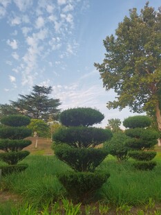 造型别致的园林绿植景观