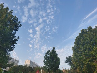 蓝天绿树间的清新景致