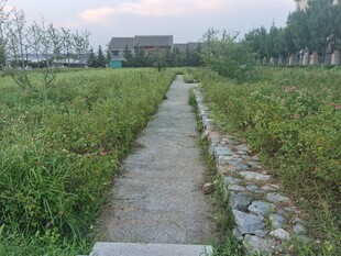 乡间小径绿意盎然的风景