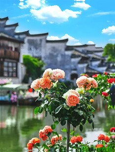 水乡玫瑰