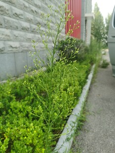 墙边翠绿植物景观