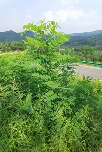 绿意盎然的山林景色