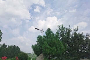 天空下的绿树与飞鸟