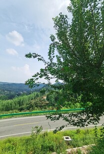 公路旁绿意盎然的自然景致