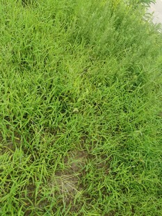 嫩绿繁茂的草地