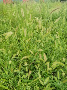 翠绿繁茂的青青草地