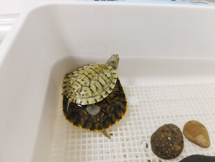 龟背有绿植的可爱小龟