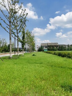 绿意盎然的开阔草地景观