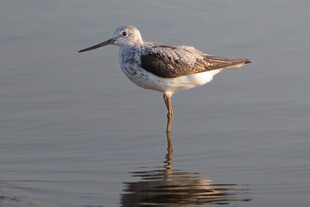单腿站立的水边小鸟