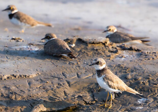 湿地中的几只可爱小鸟
