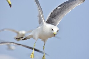 海鸥展翅翱翔蓝天