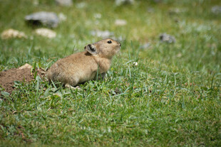 草地上的可爱土拨鼠