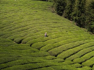 茶园风光悠然漫步