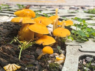 黄色小蘑菇生长在砖石间