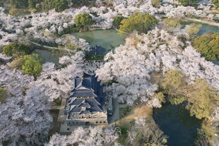江苏无锡鼋头渚樱花
