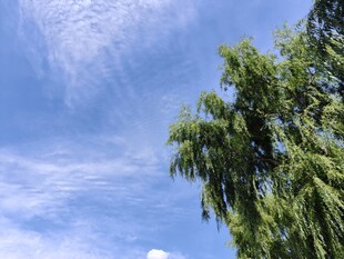 蓝天绿树风景图