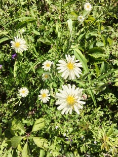 草地上的白色雏菊