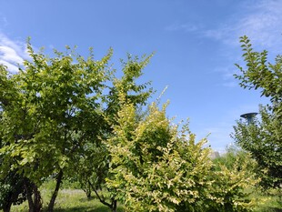 蓝天绿树的清新田园风光