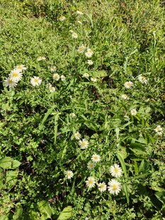 草地上盛开的白色小花